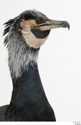 Head Bird Animal photo references